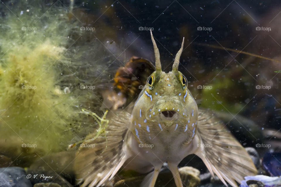 Sphinx blenny