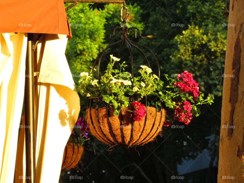 red and white potted flowers