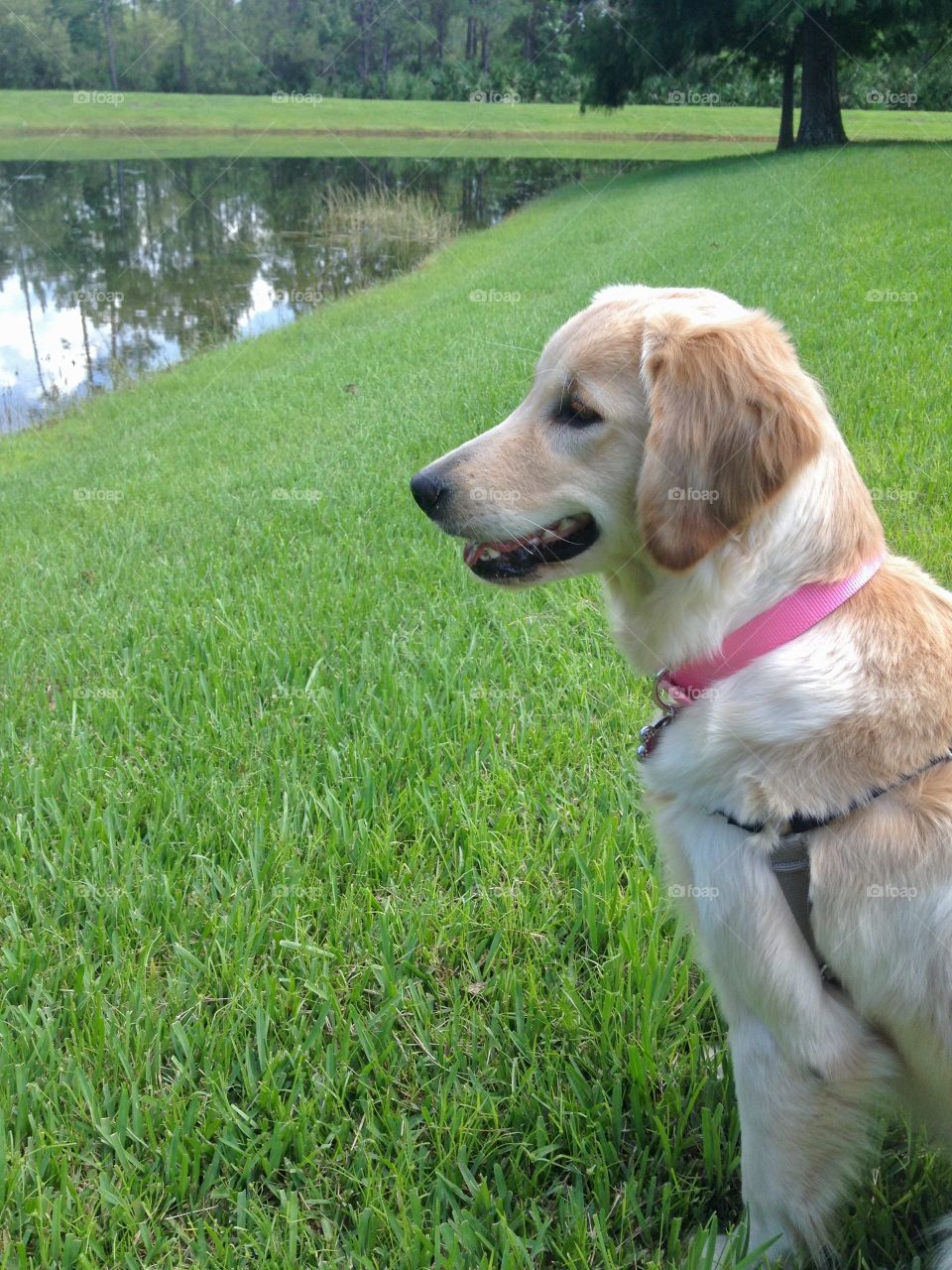 Girl puppy golden retriever