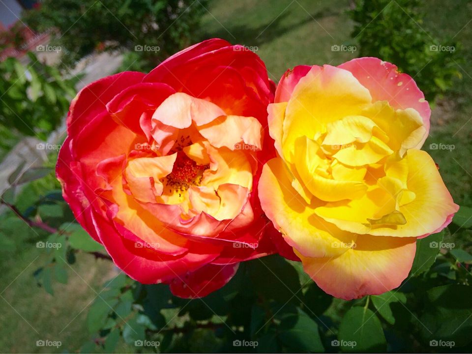 Fire roses. Roses in summer 