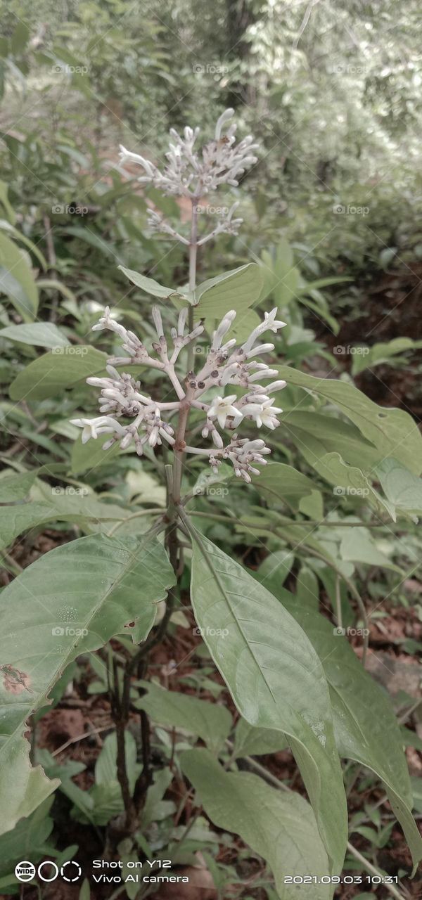 a beautiful flower in forest 🏞️