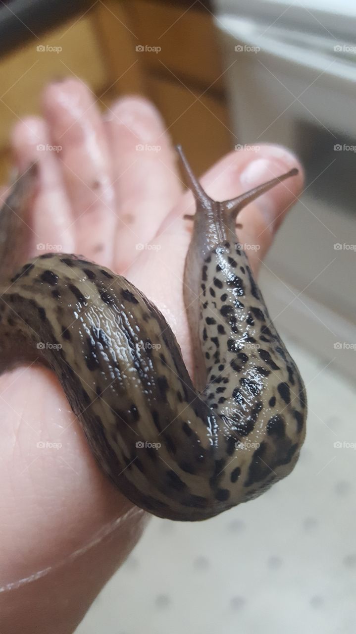 Slug