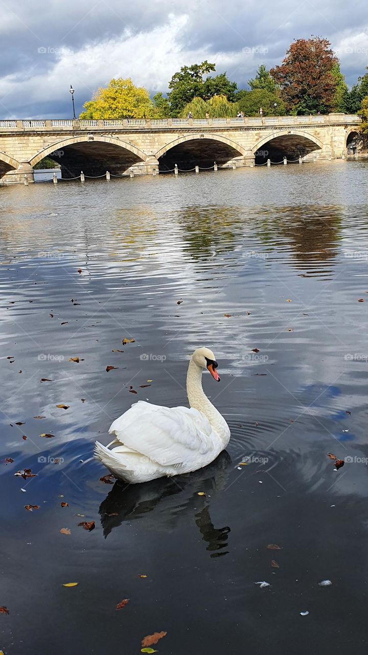 Swan