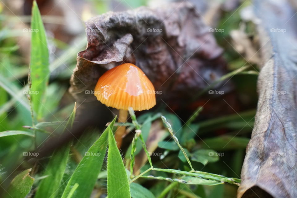 Mushrooms of the North Georgia