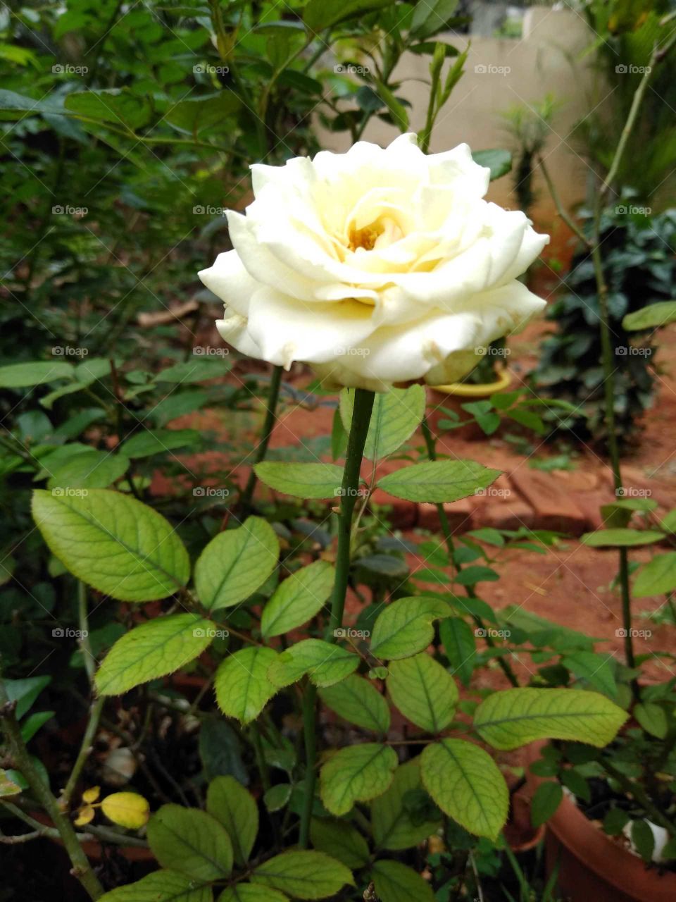 a beautiful white rose flower in the garden