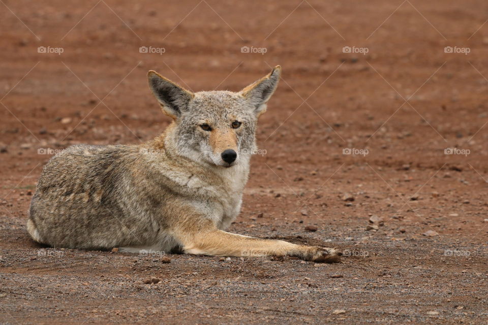 As I was driving in a national park reserve I noticed it from the distance .. On a first sight I thought it is an unusual dog .. got this photo from  an open car window with a precaution ..and here it is - calm and cute coyote 😊
