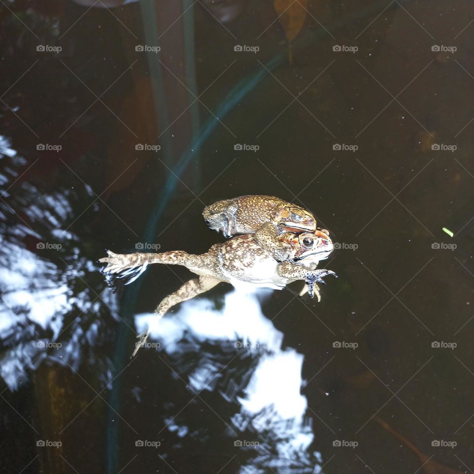 frogs are roaming in the water