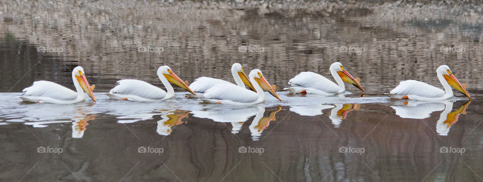 American white pelicans play follow the leader