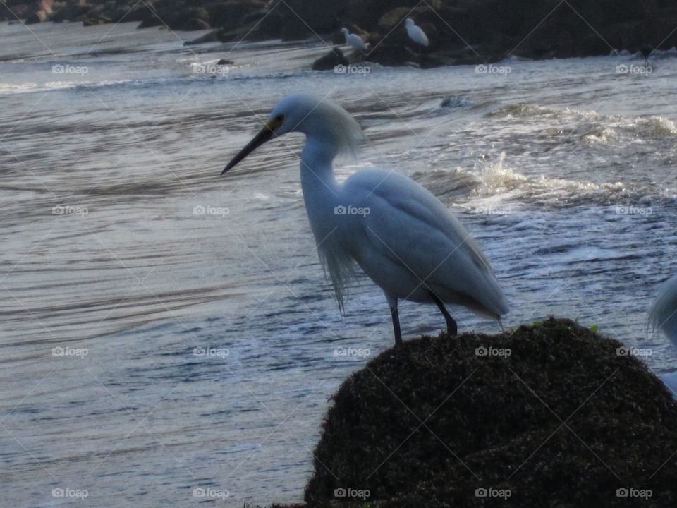 Egrets. Santos, Brazil.