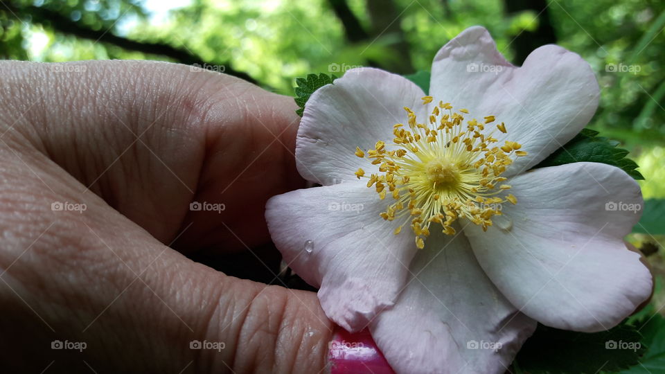 No Person, Flower, Nature, Outdoors, Leaf