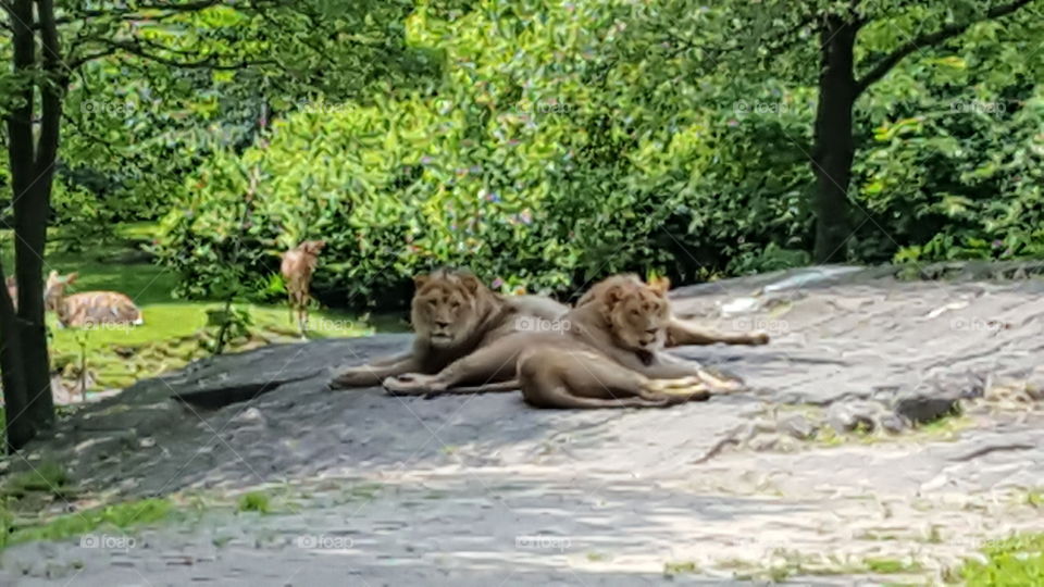 Lions of the Bronx Zoo
