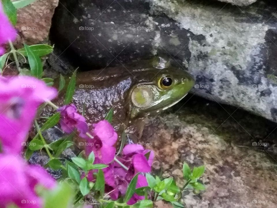 Bullfrog Hiding Between a Rock and Some Flowers