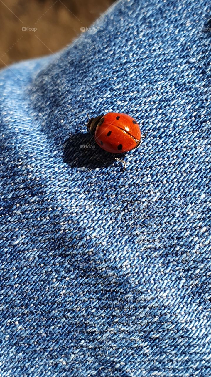 lady bug on jeans closeup
