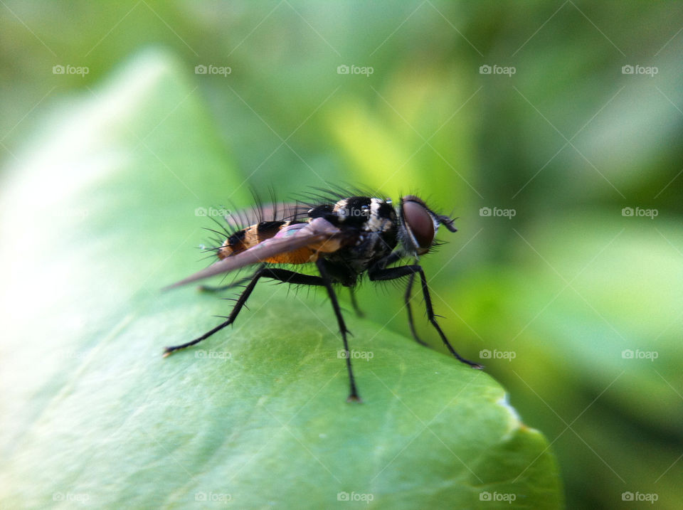 macro leaf insect fly by tomrobbarber