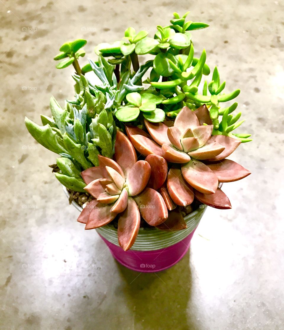 Pink and green plants