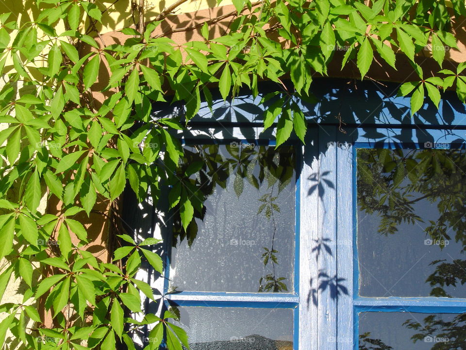 old window with wine