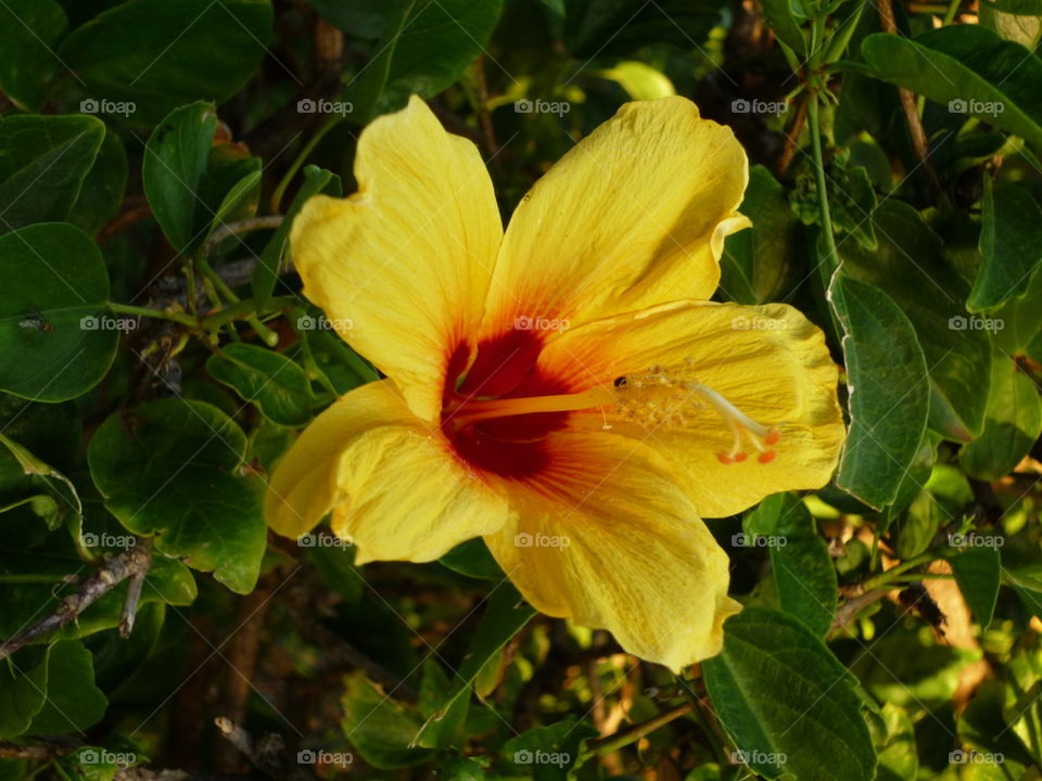 yellow Hibiscus 