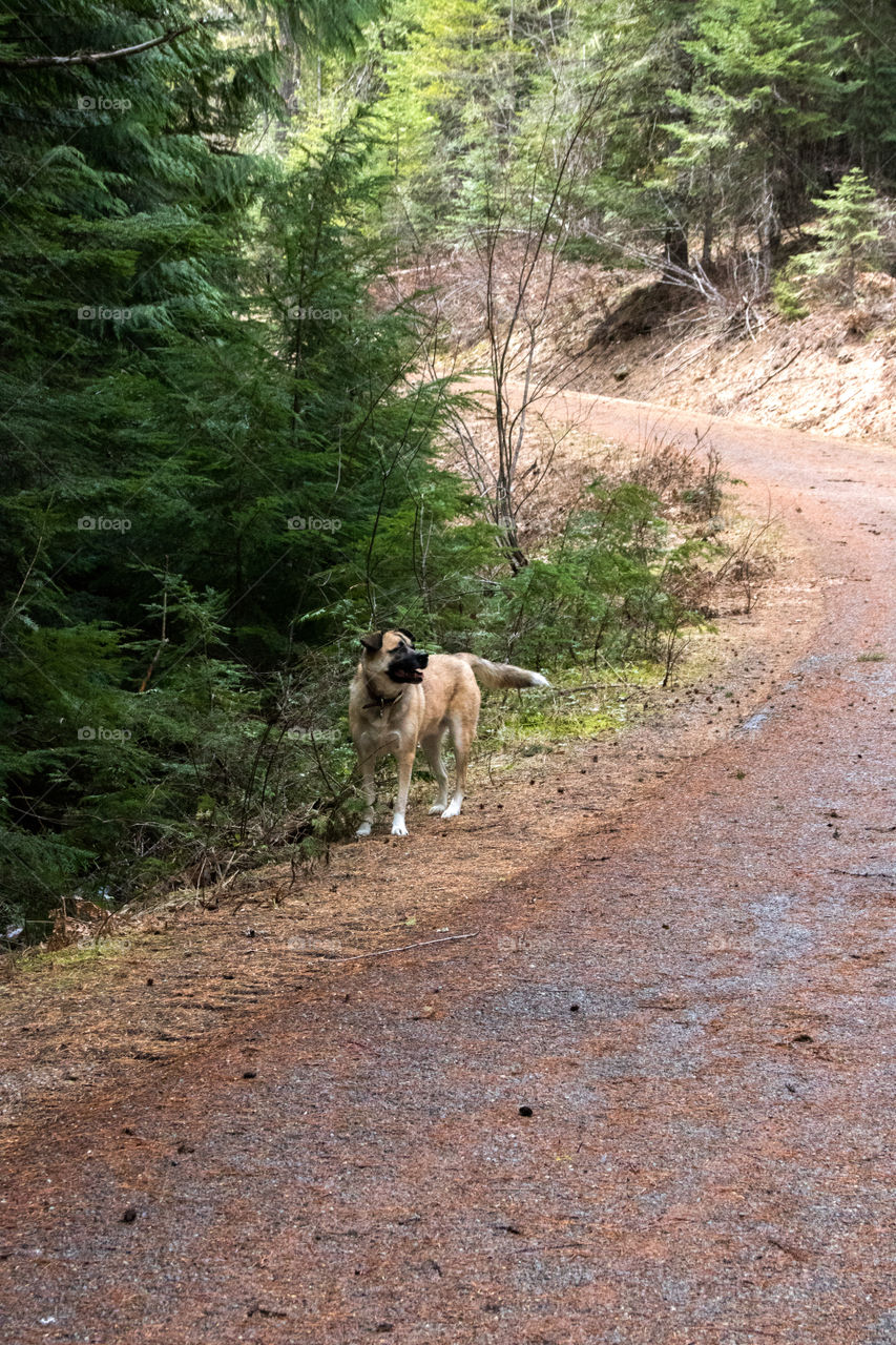 Adventurous pupper wandering through the woods on a warm afternoon. 