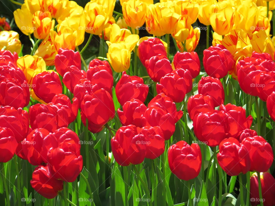 Keukenhof Tulip Garden !. Tulip Garden