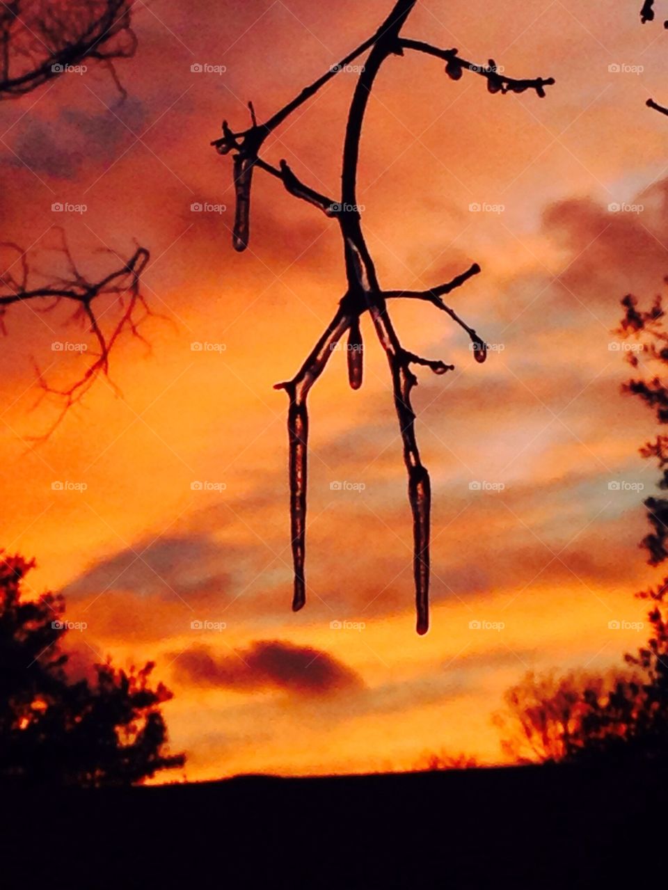 Icy Branch At Sunset