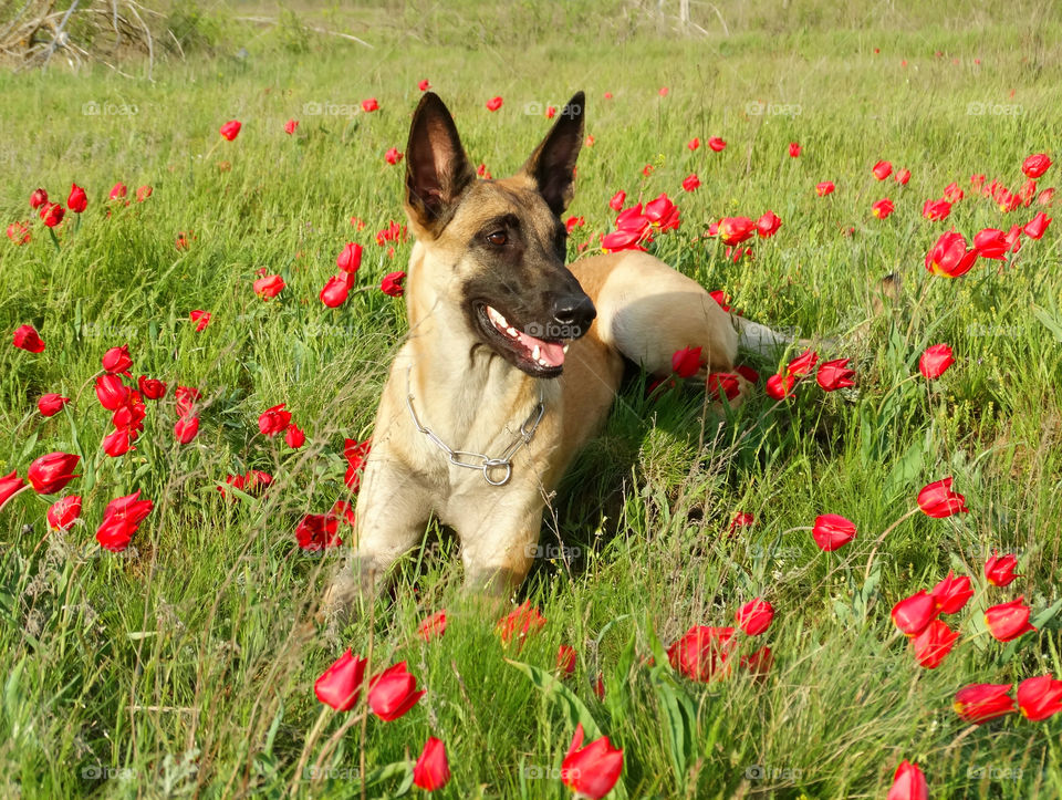 Belgian shepherd malinois dog and spring tulips 🌷