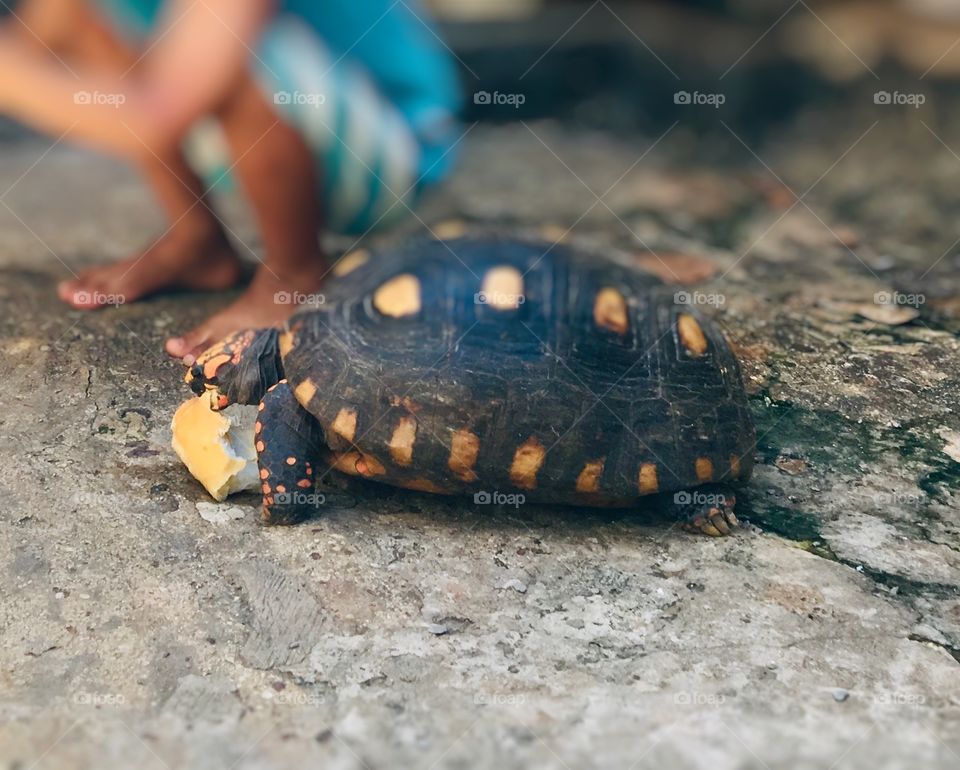 Boy feeds tortoise 