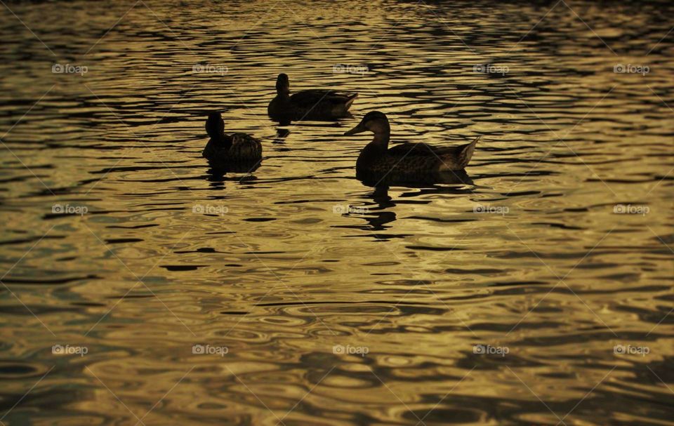 Geese on water