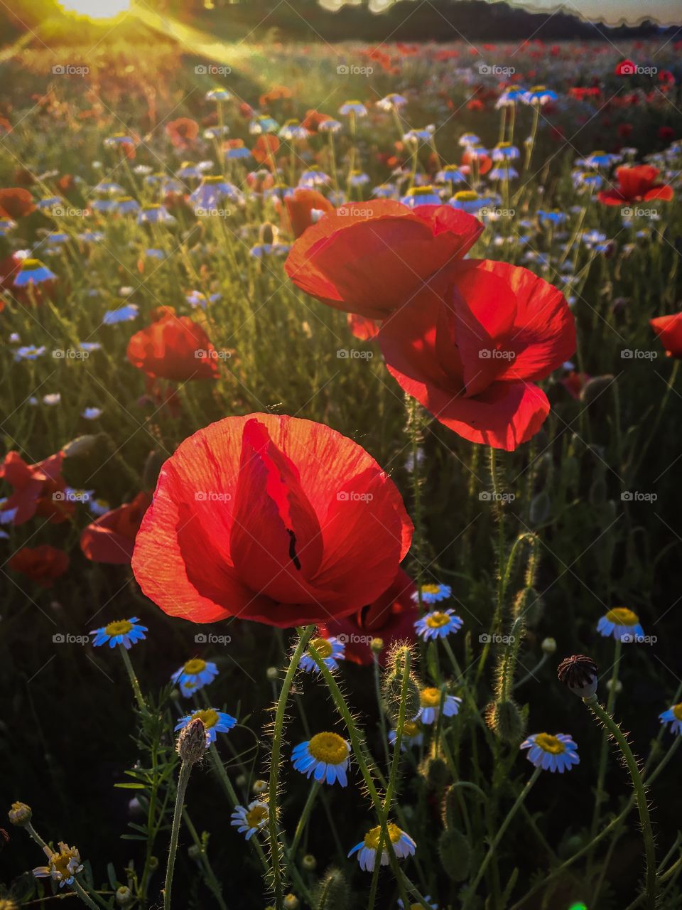 Poppies  on Sunset light 