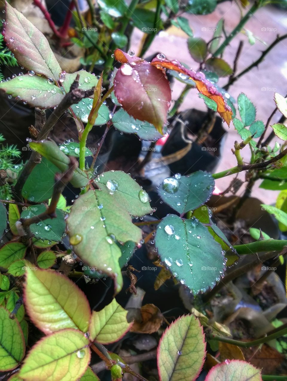 Rain drops on the leaf