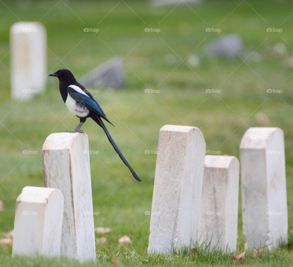 Magpie at Olinger Cemetery Colorado 