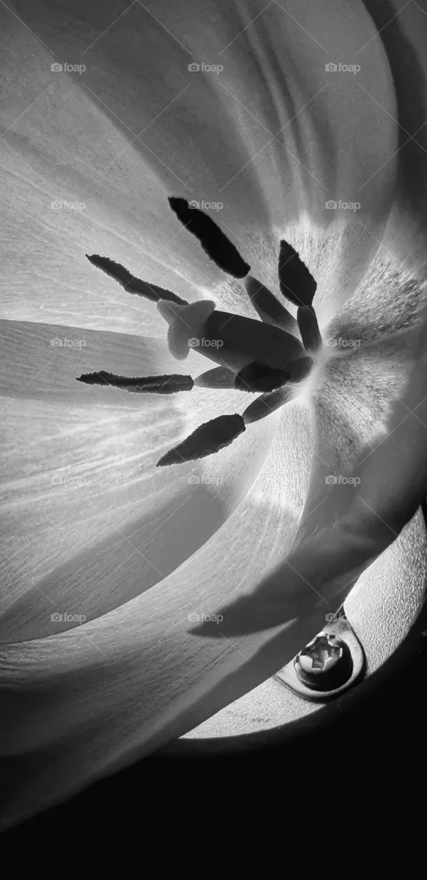 Tulip