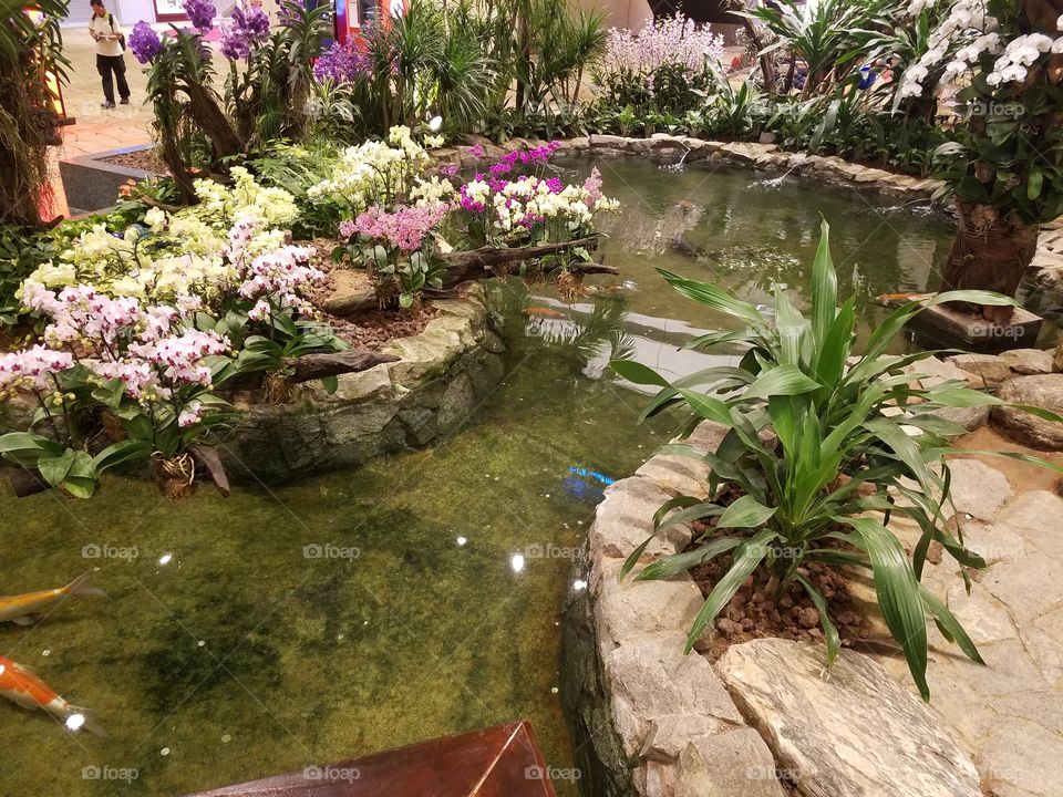 koi pond