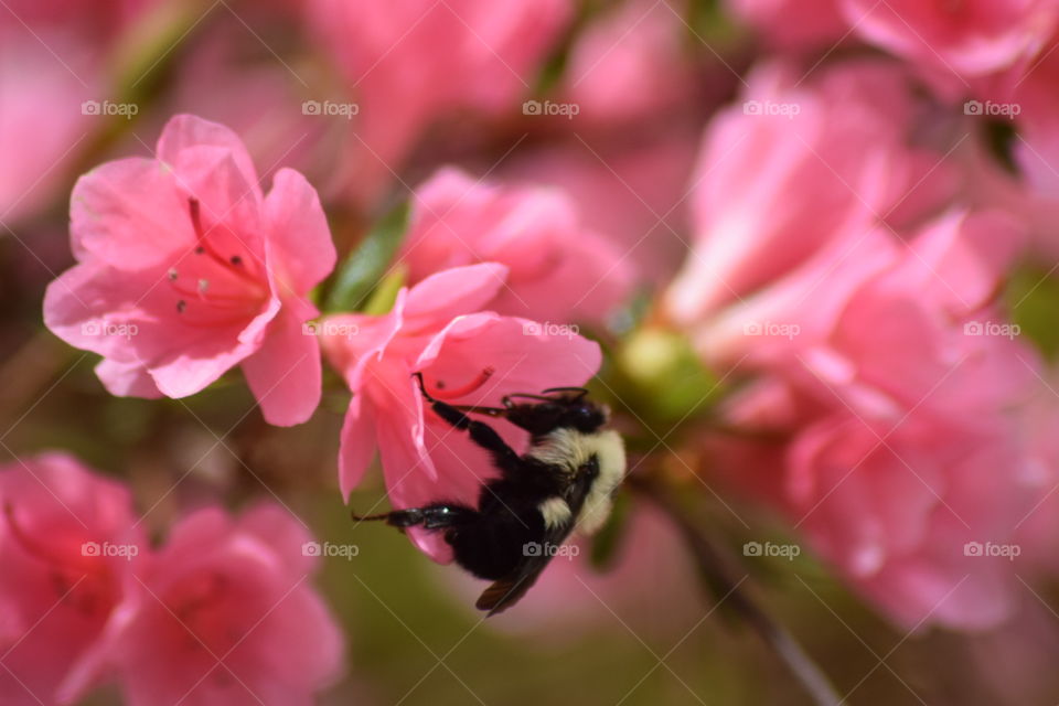 Bumble bee on azalea