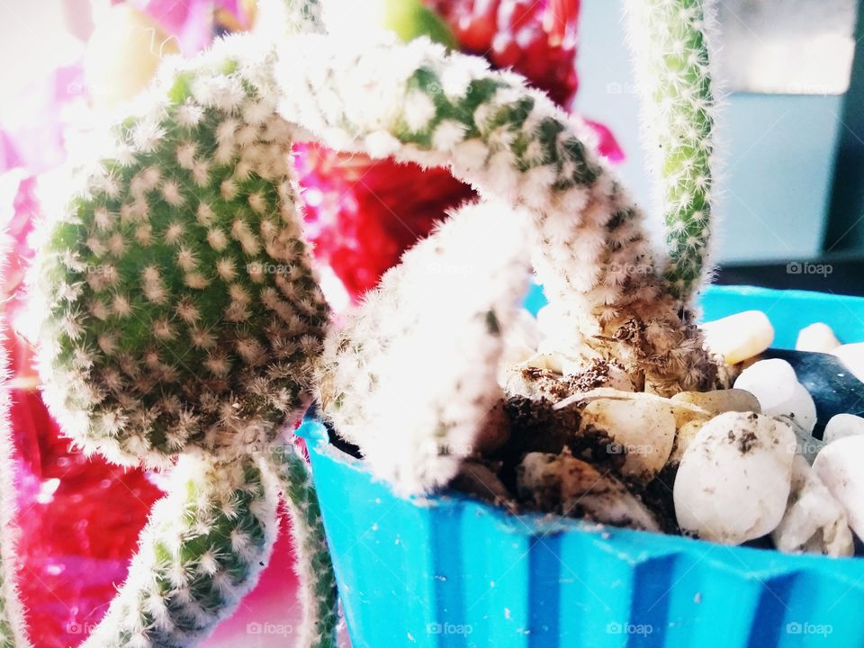 Cute small cactuses in the garden. Anything small are kawaii! This is like a serpent. The pink background adds color.