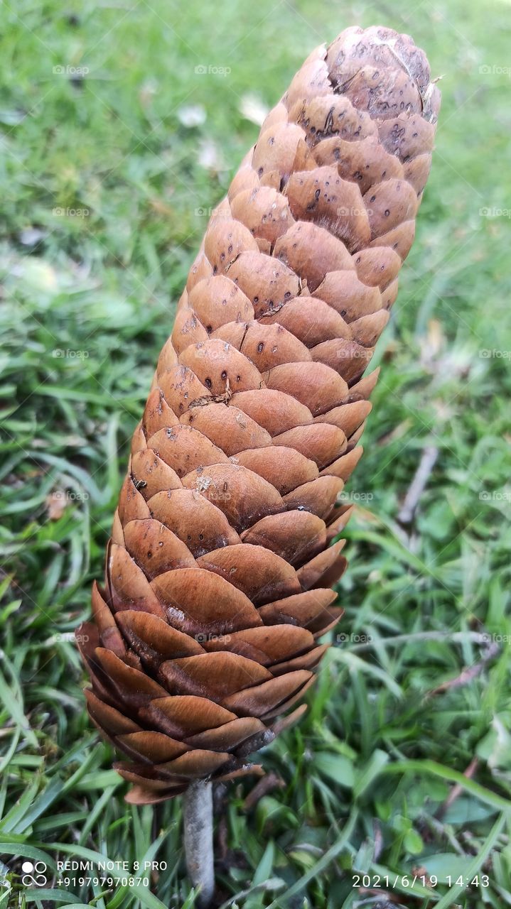 Yard   Pohiteaiun  in Kashmiris language....