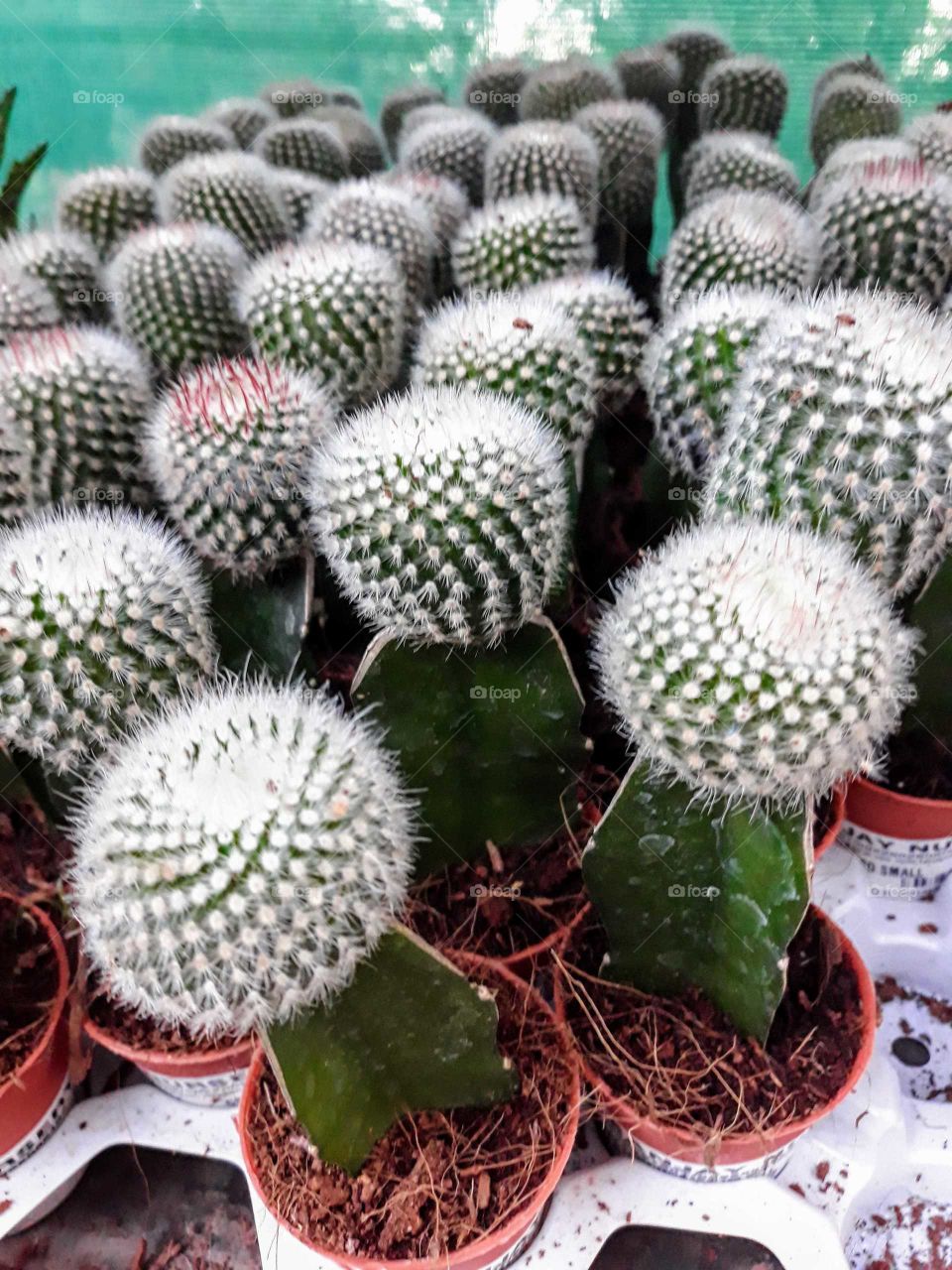 Beautiful Cactus plant