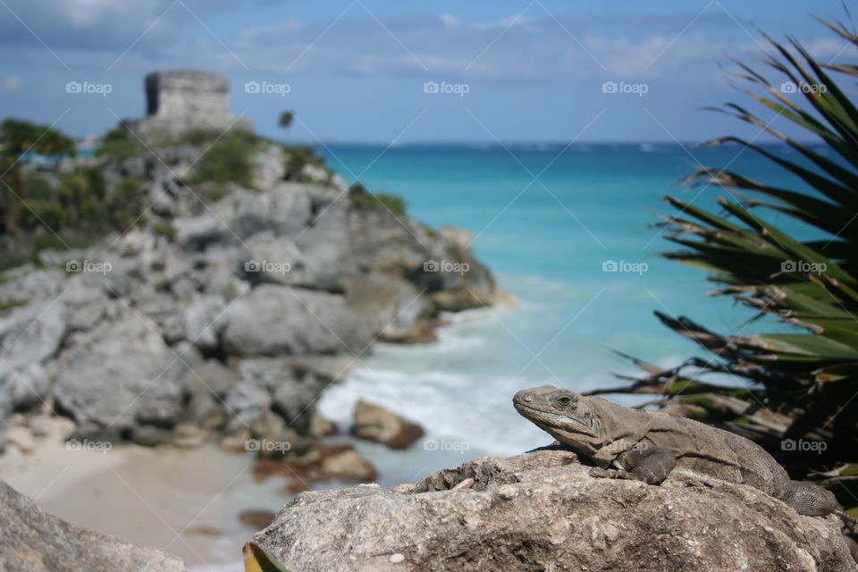 Tulum Iguana