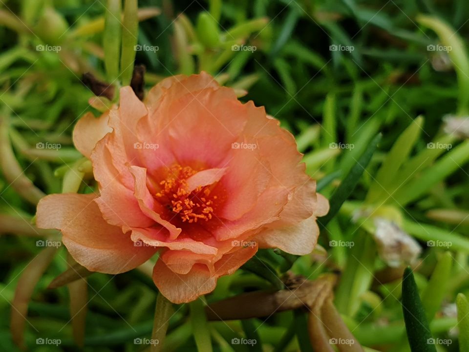 the Portulaca Grandiflora