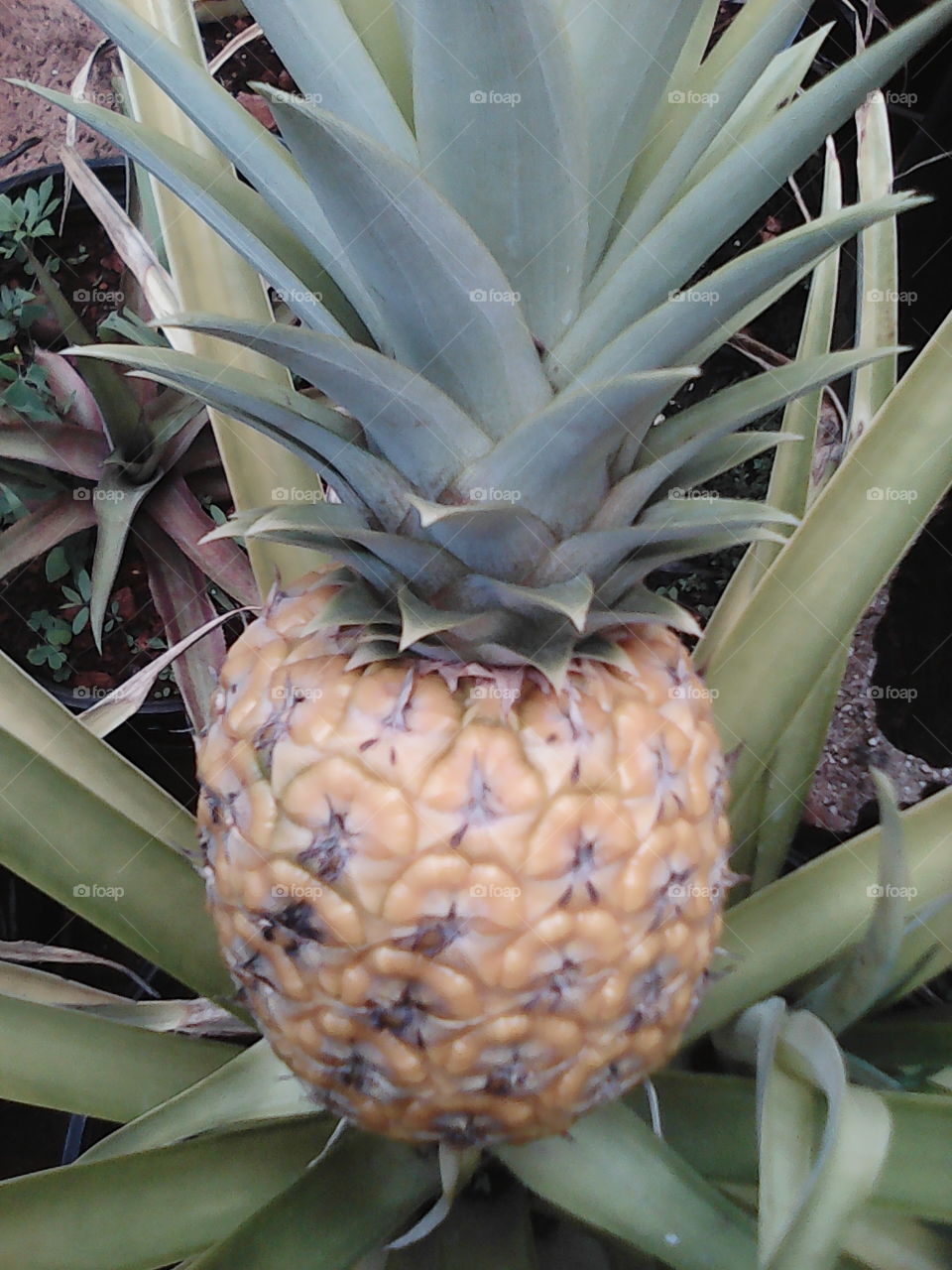 Potted Pinapple