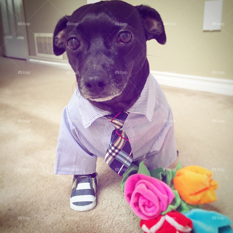 Dog in formal clothing at home