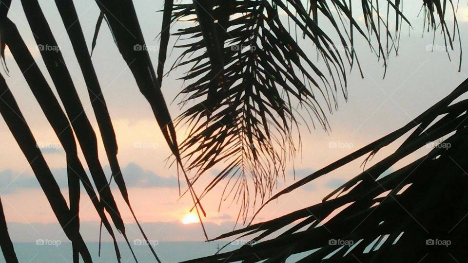 Beautiful sumset trough  palm trees.