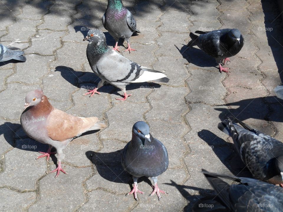 birds doves on a street pavement in the sunlight and shadows, funny portraits