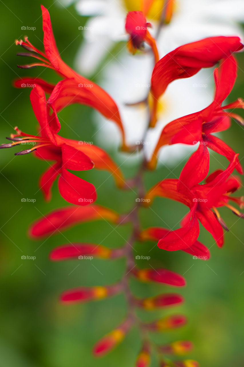 Red flowers in a garden