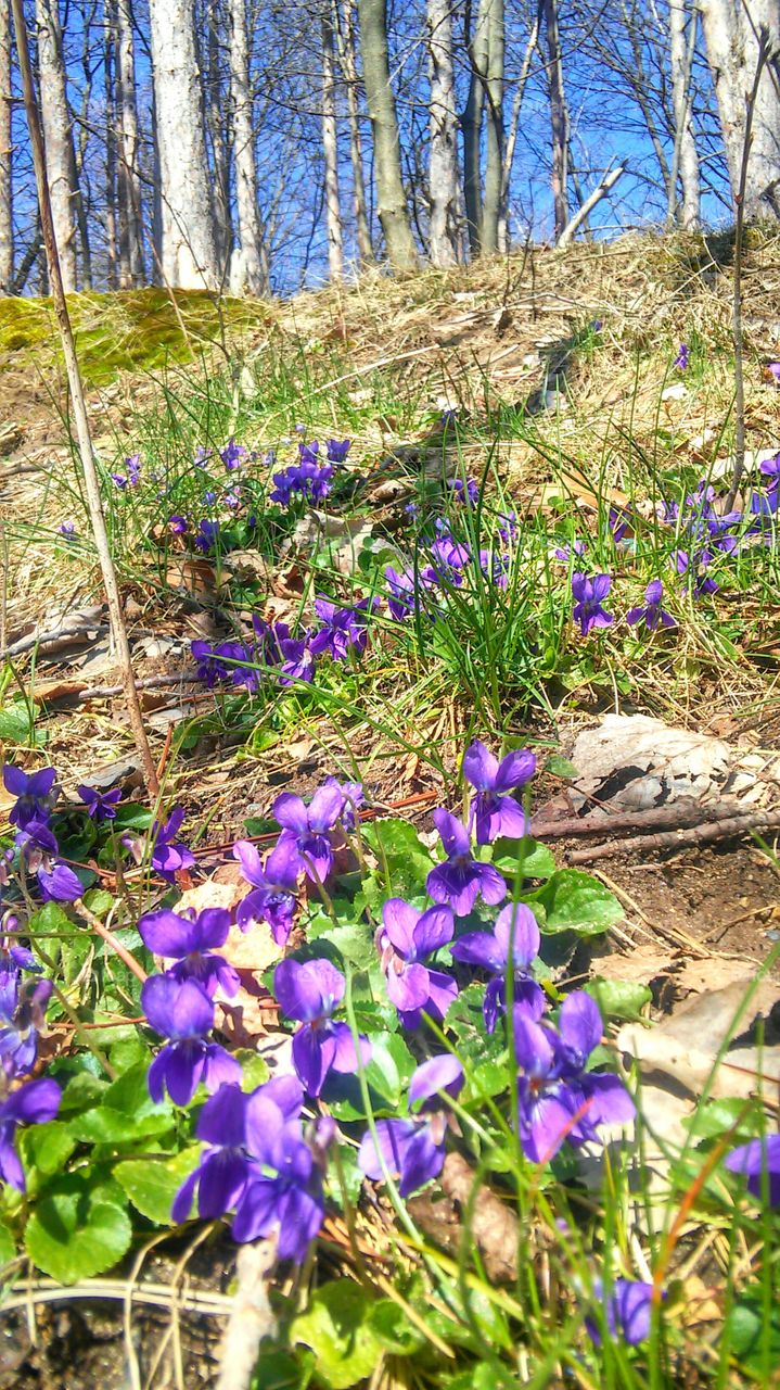 Ahh..Sunshine, blue sky and spring flowers.