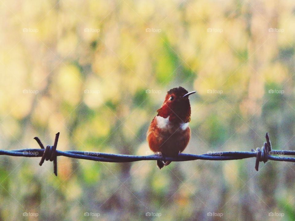 Hummingbird 