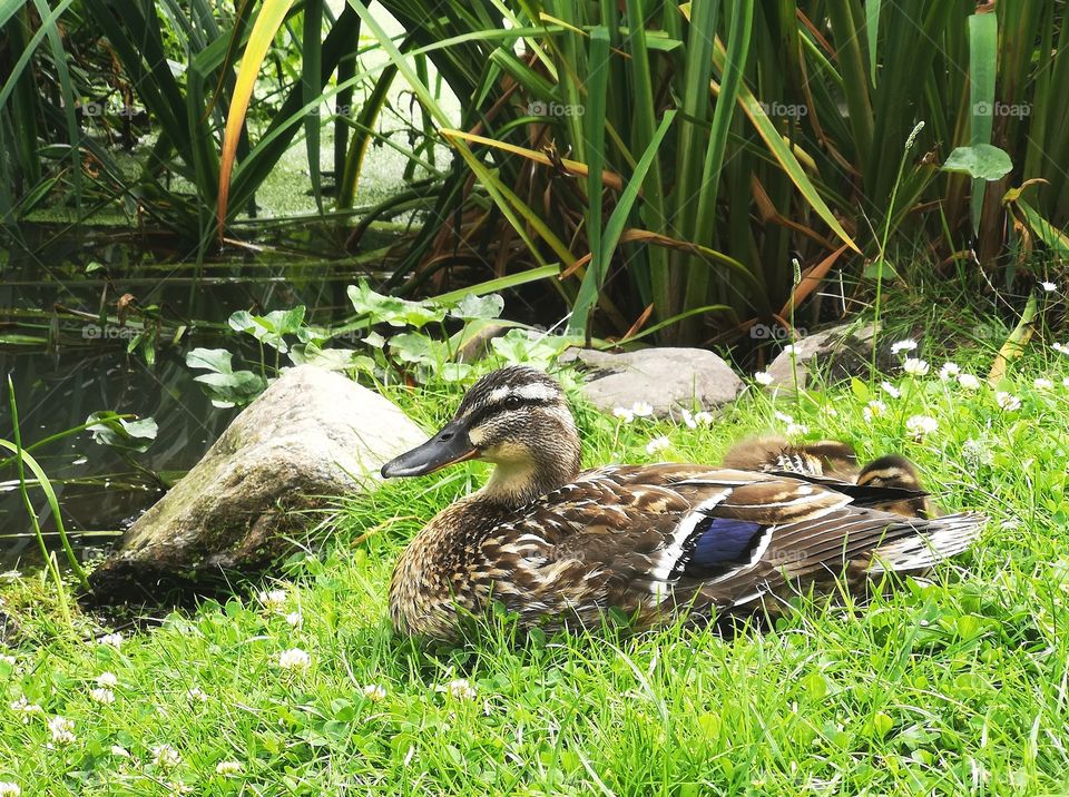 Duck Mother in the grass
