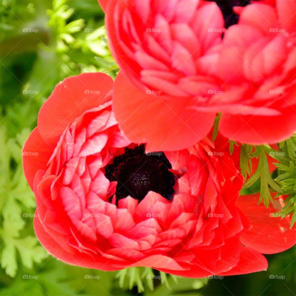 rose