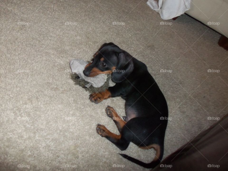 dachshund playing with the toy