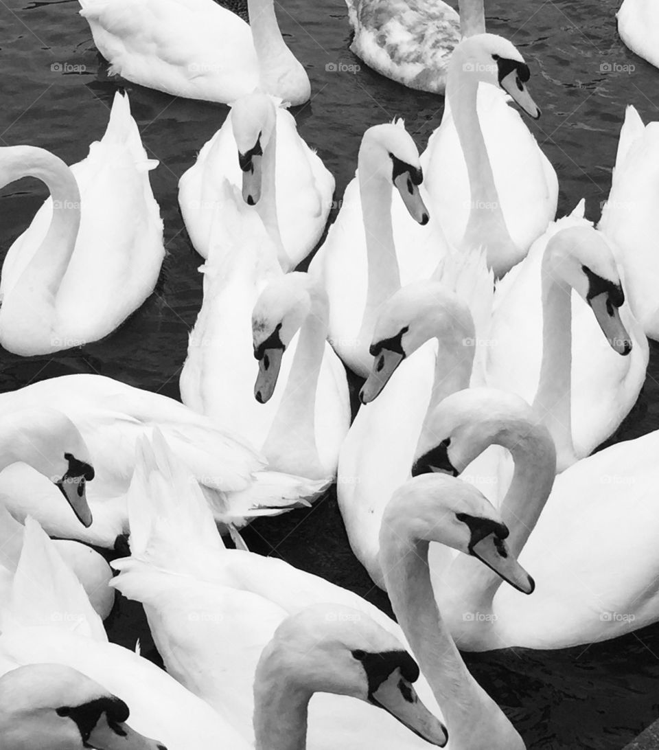 Black and white swans in Windsor on the river
