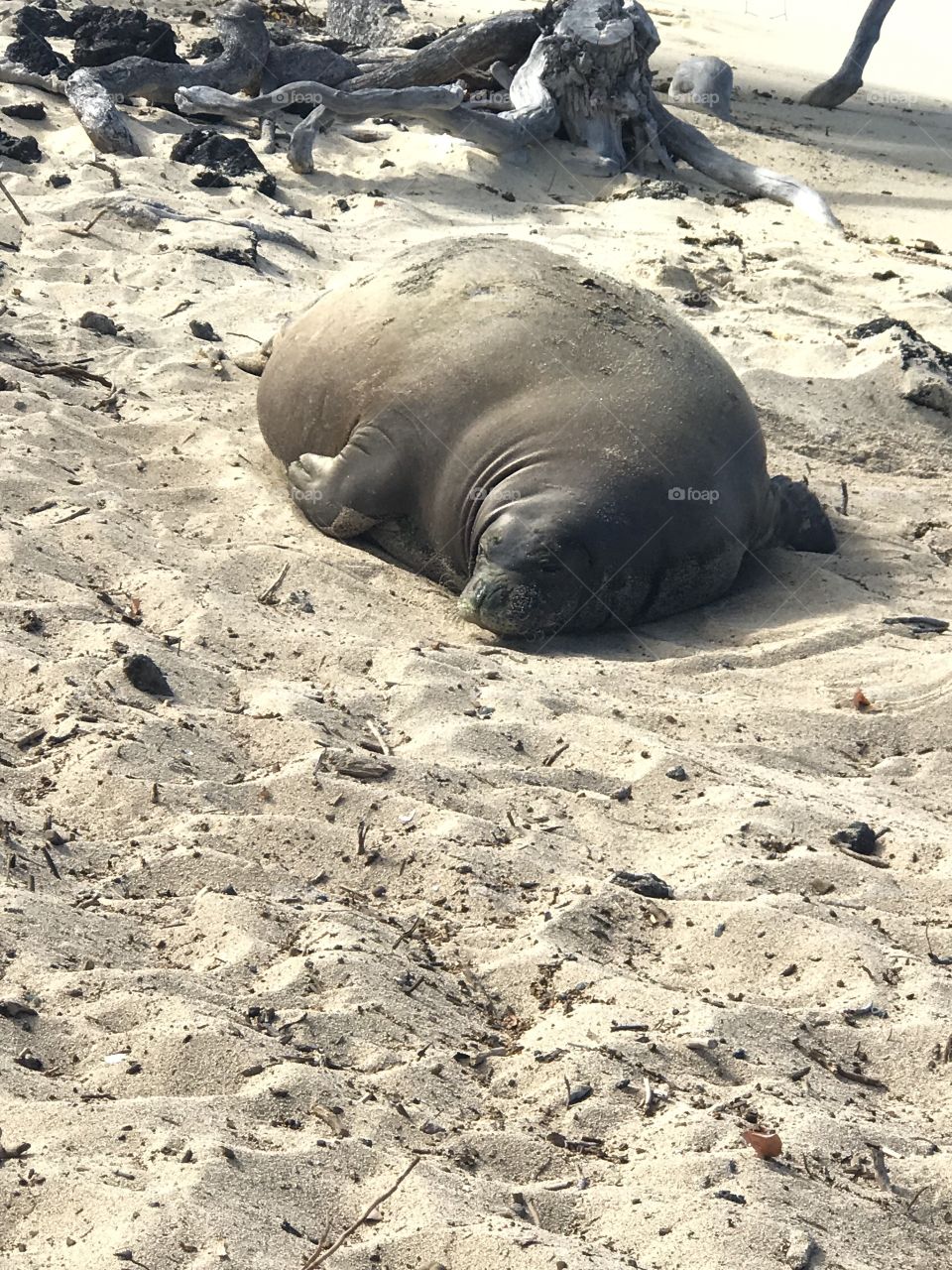Fat sleepy Hawaiian monk seal 